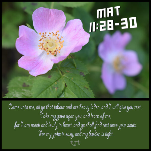 11 - Comfort and Exhortation - eBook - Image 3